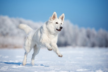 Dog Running Free Stock Photo - Public Domain Pictures