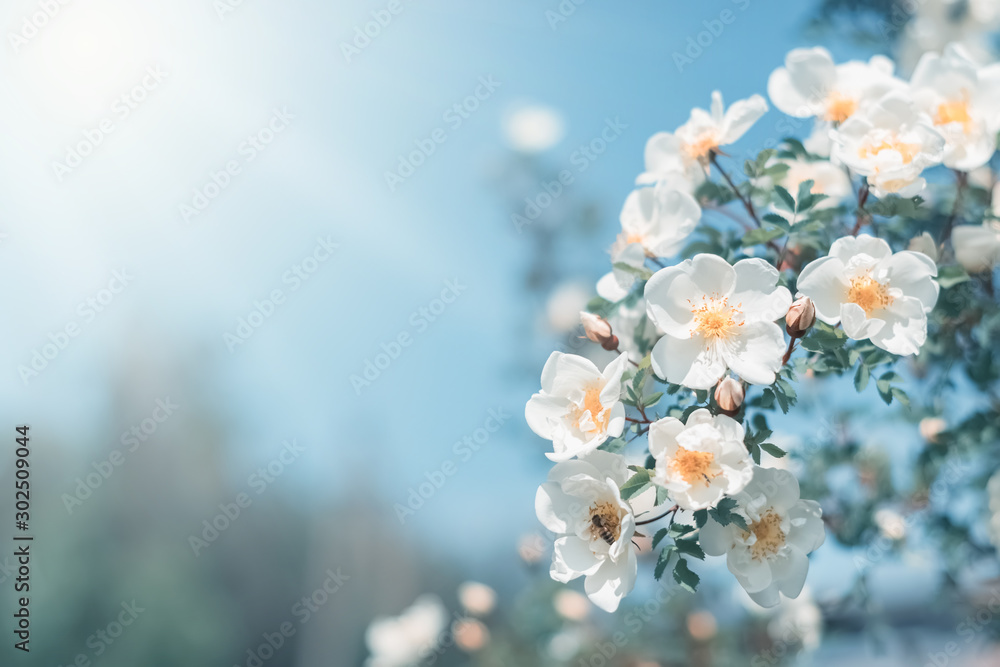 White bush roses on a background of blue sky in the sunlight. Beautiful spring or summer floral background. - obrazy, fototapety, plakaty 