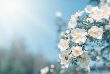 White Bush Roses On A Background Of Blue Sky In The Sunlight. Beautiful Spring Or Summer Floral Background.