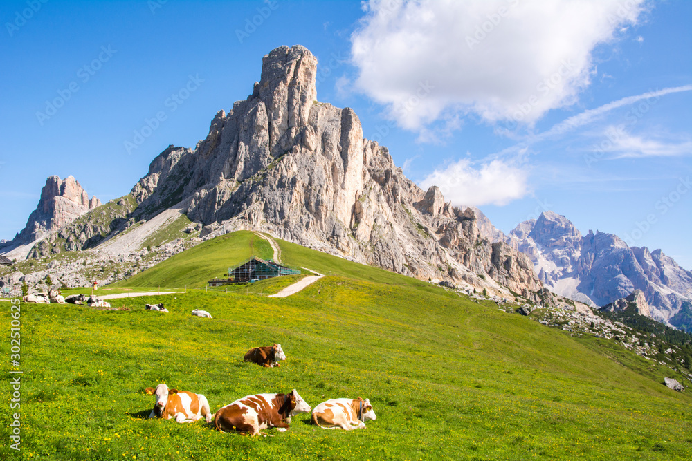 Beautiful mountain view, resting cows and green alpine meadows, Giau Pass, Dolomites, Italy - obrazy, fototapety, plakaty 