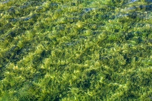 Green Algae Covering A Bottom Of Shallow Lake