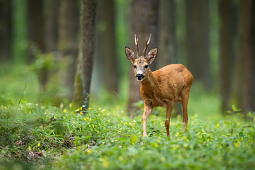 A colorful photo of roe deer, capreolus capreolus, buck looking for mate in the woods. Forest ruminant walking between grass and flowers the ground in summer and looking into the camera.