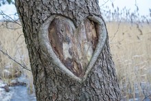 Carved Heart In A Tree