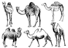 Graphical Set Of Camels Isolated On White Background,vector Sketchy Illustration