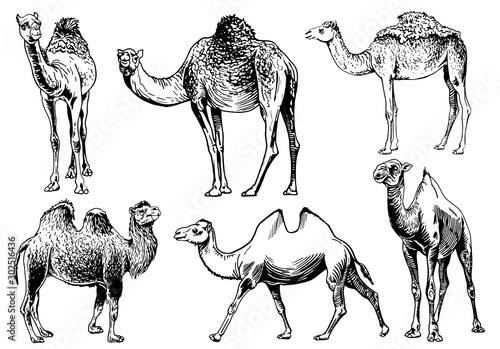 Photographie Graphical set of camels isolated on white background,vector sketchy illustration