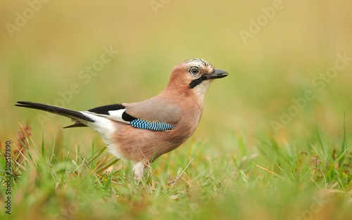 Cuadros en Lienzo Eurasian jay (Garrulus glandarius) close up