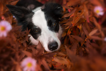 Wall Mural - Border collie between autumn plant looking up