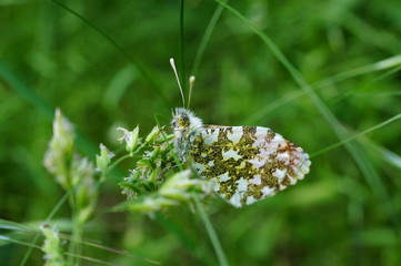 butterfly on a flower