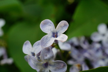 Wall Mural - closeup of a blue flower