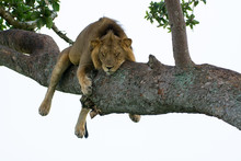 Famous Male Tree Climbing Lion King Relaxing And Sleeping At Ishasha Secotor, Queen Elizabeth National Park, Uganda, Africa.