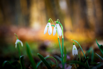 Snowdrops in a dark dense forest. The first spring flowers_