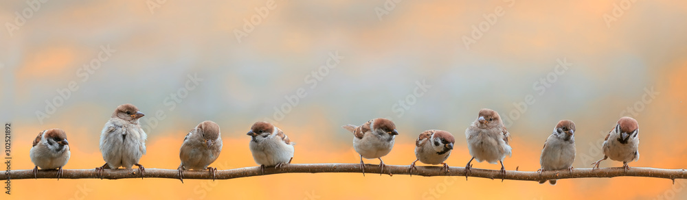 panoramic portrait of small funny birds sparrows restlessly sitting on a tree branch in a Sunny clear Park - obrazy, fototapety, plakaty 
