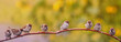 panoramic portrait of small funny birds sparrows sitting on a tree branch in a Sunny summer garden