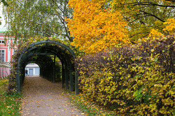 The arched corridor (garden pergola) consists of a wooden frame and climbing plants. Located in Kuskovo Park. Indian summer. Moscow, Russia.