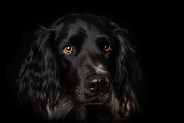 Wall Mural - Great Münsterländer dog on black background