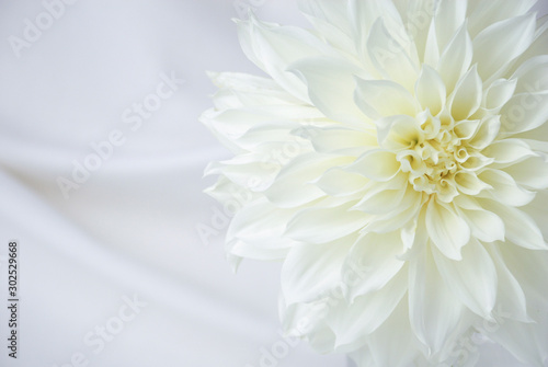 Dekoracja na wymiar  zamknac-sie-z-jednego-bialego-kwiatu-dalia