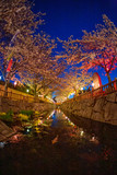 Fototapeta Konie - 夜桜