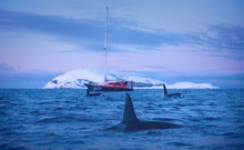 Group Of Orcas, Killer Whales Traveling In Norway Sea Along Snowy Island In Fiord With Sailing Yacht On Backgouund