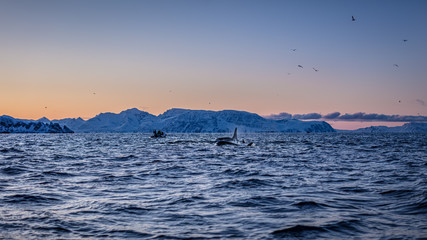 Wall Mural - Group of killer whales  (Orcinus orca) in Norway sea, whalewathing boat with people on water surface, northen fiord with snowy mountain background