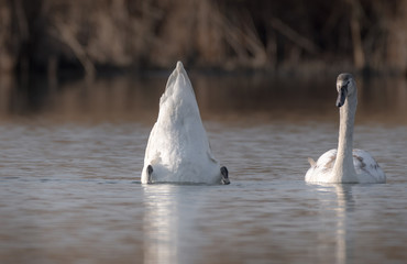 Junge Schwäne im See