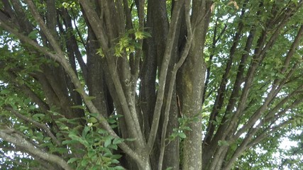 Wall Mural - Tilt view of tree branches