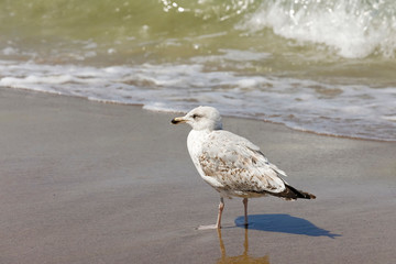 Wall Mural - The bird is standing on wet sand by sea