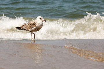 Wall Mural - The gull awaits the arrival of the sea wave