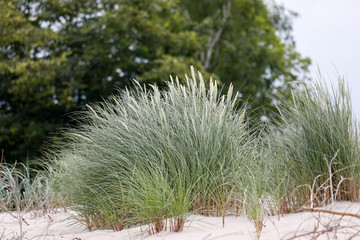 Wall Mural - There are grasses on the dunes