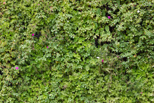 Green Leaves Hedgerow Fence Wall With Small Decorated Flower Background, Plant Grass Bush Texture In Park Garden