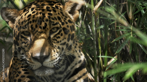 close up front view of a jaguar in florida Tableau sur Toile