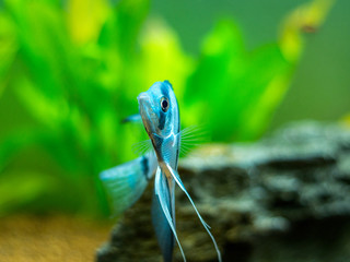 Blue Zebra Angelfish in tank fish (Pterophyllum scalare)