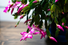 Large Blooming Thanksgiving Cactus With Pink And White Flowers.