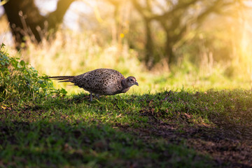 Young pheasant feeding in the morning sun with bright sunny background