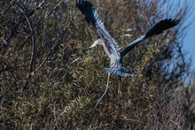 Magnificent Large Great Blue Heron Bird Has Spread Wings While Settling In For A Landing To The Left In The Safety Of The High Branches.