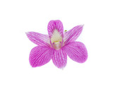 Fototapeta Motyle - pink orchid flowers isolated on white background