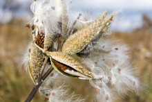 Milkweed Pods Ripe In The Fall With Billowing White Fluffy Silk And Brown Seeds