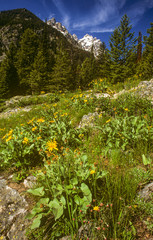 Cascade Canyon and Tetons 2