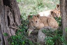Adorable Young Lion Cub Sitting Between Two Trees, Chewing On A Twig. Image Taken In The Maasai Mara National Reserve, Kenya.