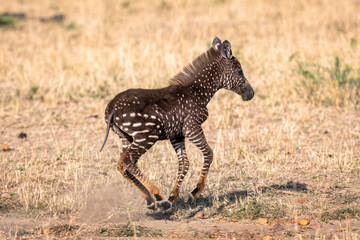 Wall Mural - rare zebra foal with polka dots (spots) instead of stripes, running along the savanna, kicking up du