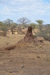 Large termite mound found on safari in Tanzania, Africa.