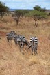 African zebras grazing on dry grass in Tanzania.