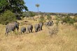 Herd of African elephants walking in a line during the dry season in Tanzania.