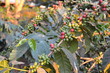 African coffee plants with ripening coffee berries.