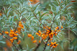 Sea buckthorn bush with yellow berries (Hippophae rhamnoides, Sandthorn, Sallowthorn or  Seaberry)