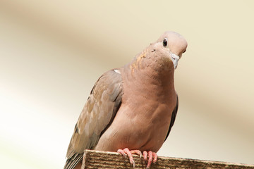 pigeon isolated on white background