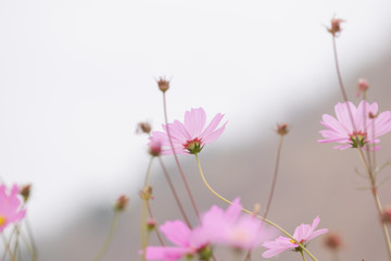  Beautiful soft selective focus pink and white cosmos flowers field with copy space
