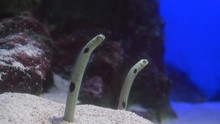 Closeup On Two Spotted Garden Eels
