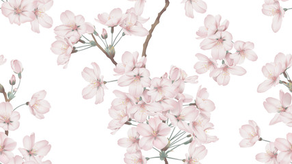 Floral seamless pattern, Somei Yoshino sakura flowers with branch on white