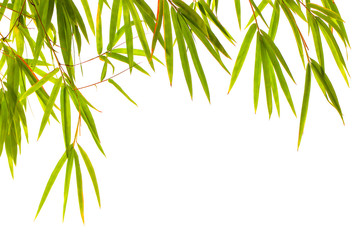 Wall Mural - Green bamboo leaf isolated on white background..