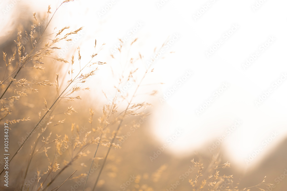 blurry background of feather Pennisetum, Mission grass in sepia vintage tone. Concept of loneliness, feel free and release. Free copy space on right for text. - obrazy, fototapety, plakaty 